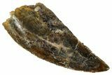Bargain, Raptor Tooth - Real Dinosaur Tooth #275067-1